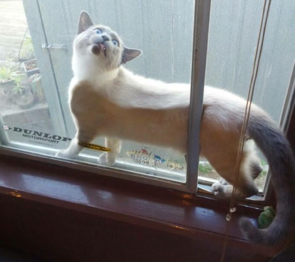 gatto incastrato nella finestra
