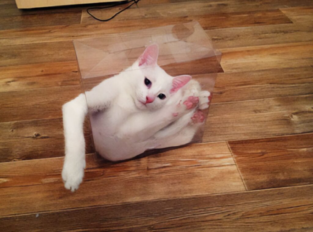 gatto dentro blocco di vetro