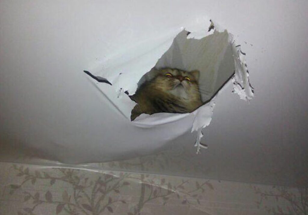 gatto crepa sul soffitto