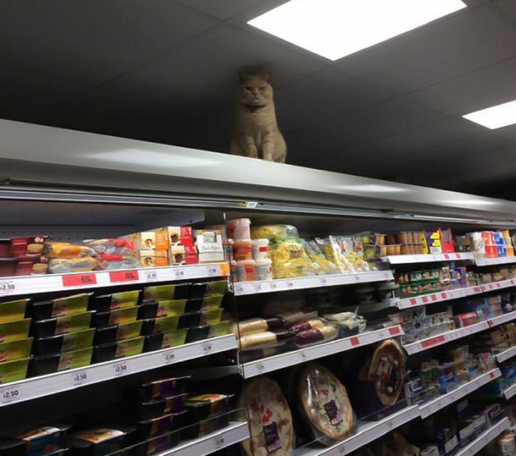 gatto su scaffali del negozio