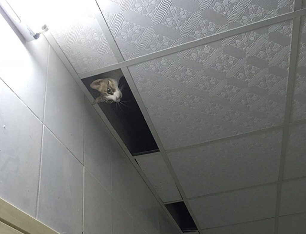 gatto osserva tutto da soffitto