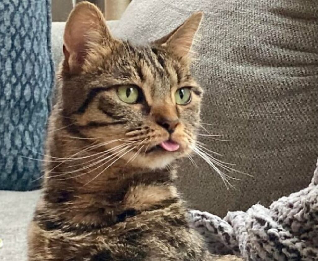 gatto soriano lingua a metà