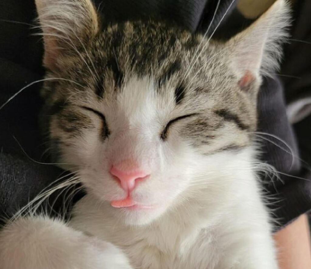gatto naso rosa come lingua