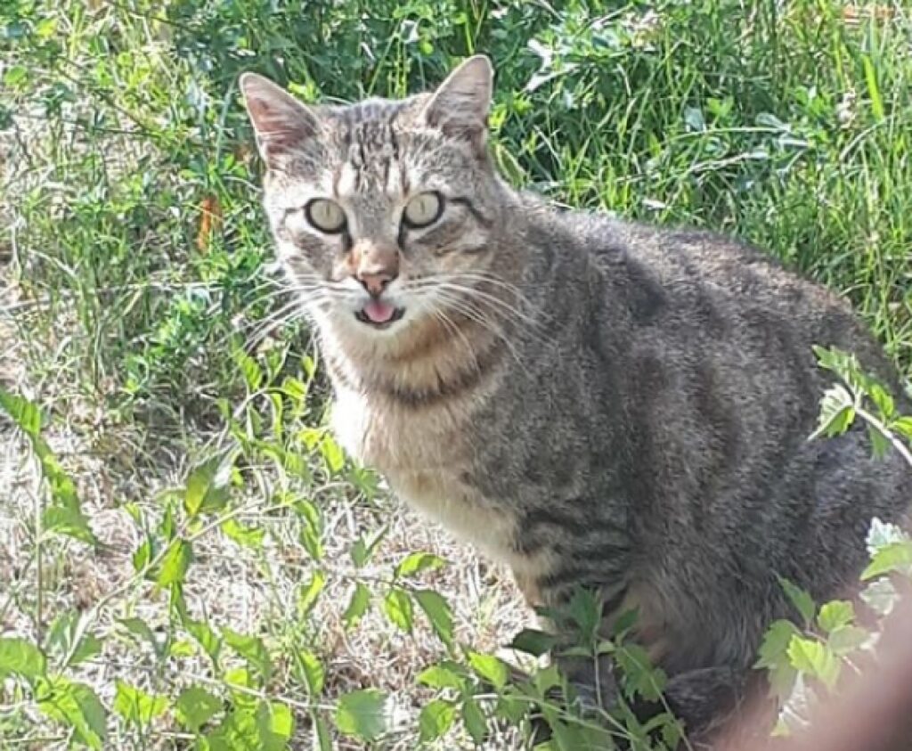 gatto soriano in mezzo natura