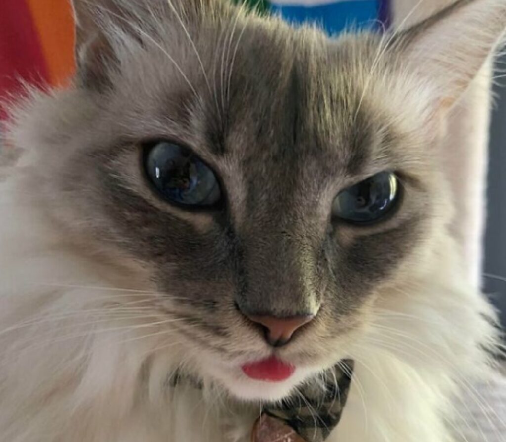 gatto occhi dolci tira fuori lingua