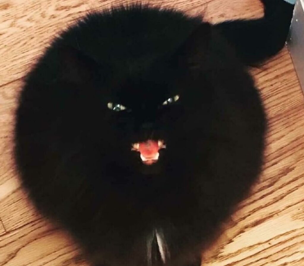 gatto come palla nera