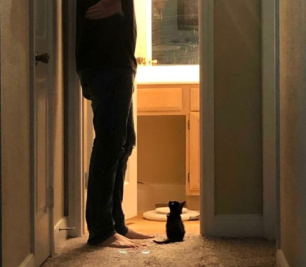 gatto minuscolo alla porta