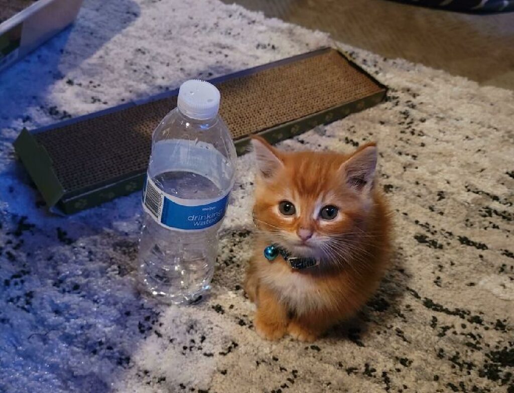 gattino rosso vicino bottiglietta