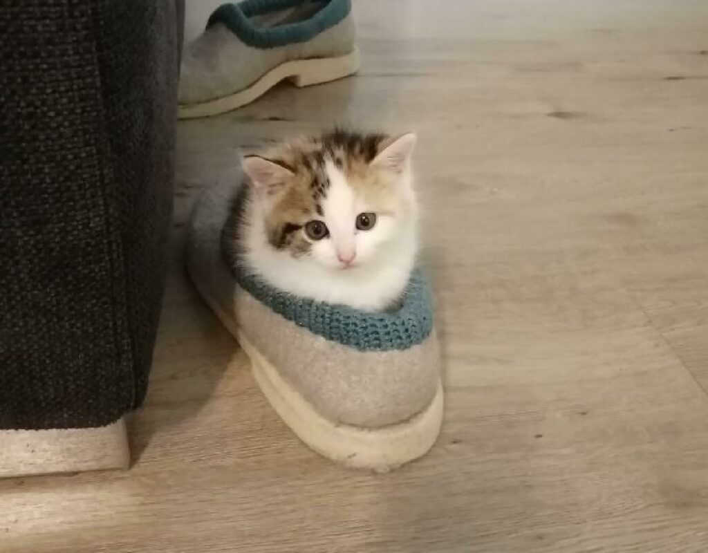 gattino dentro una scarpa