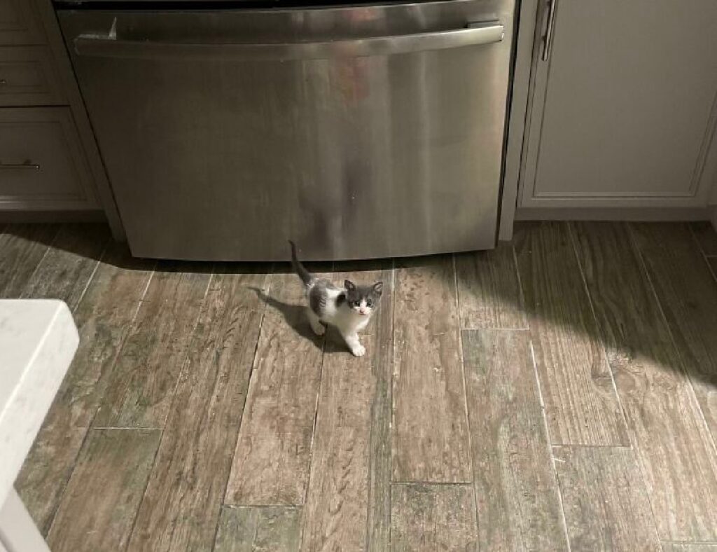 gatto si aggira per la cucina