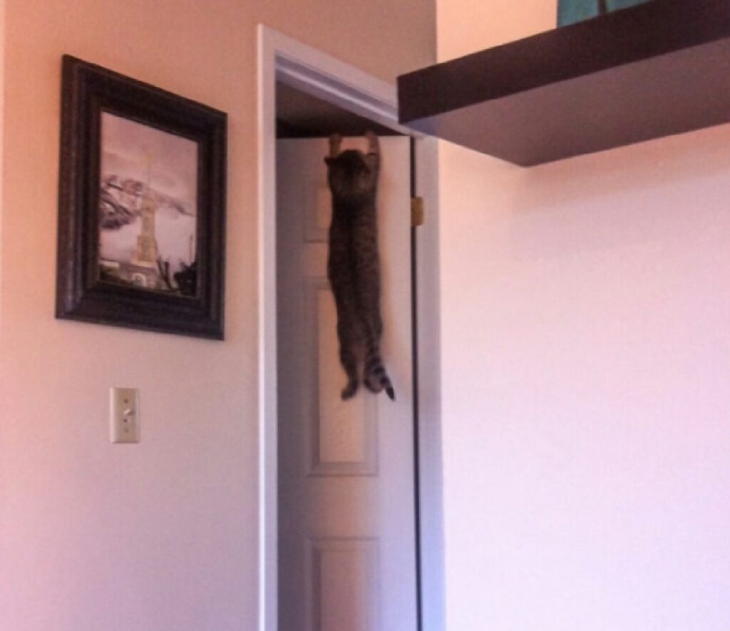 gatto si arrampica porta