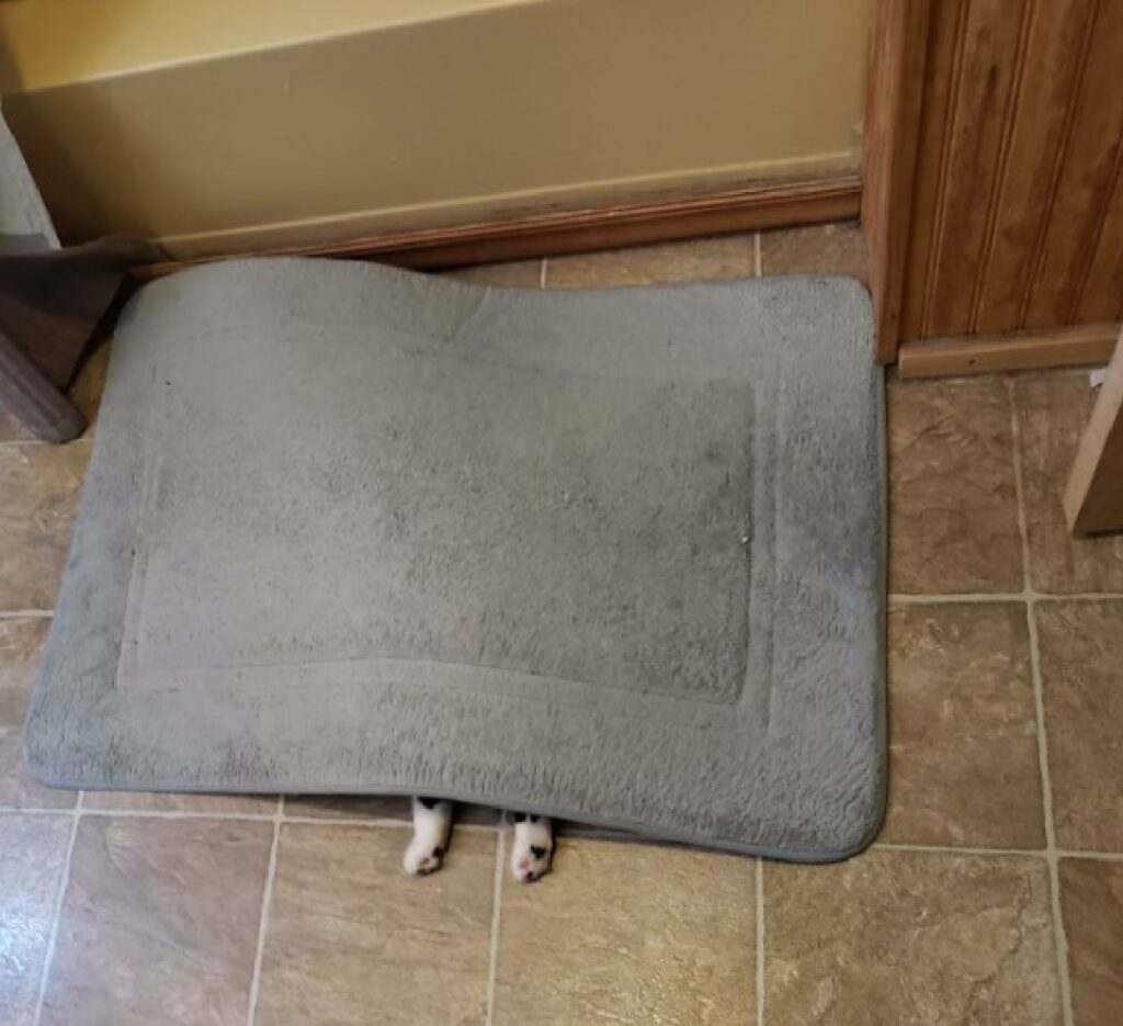 gatto sotto tappeto nascosto