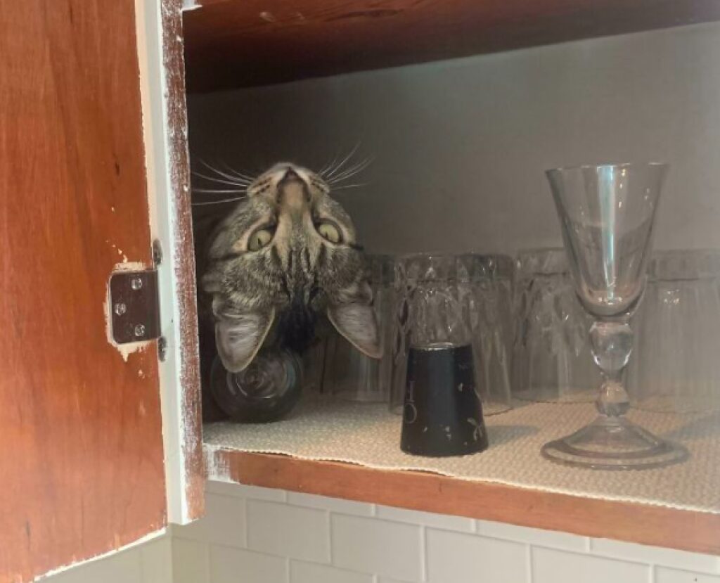 gatto dentro cristalleria