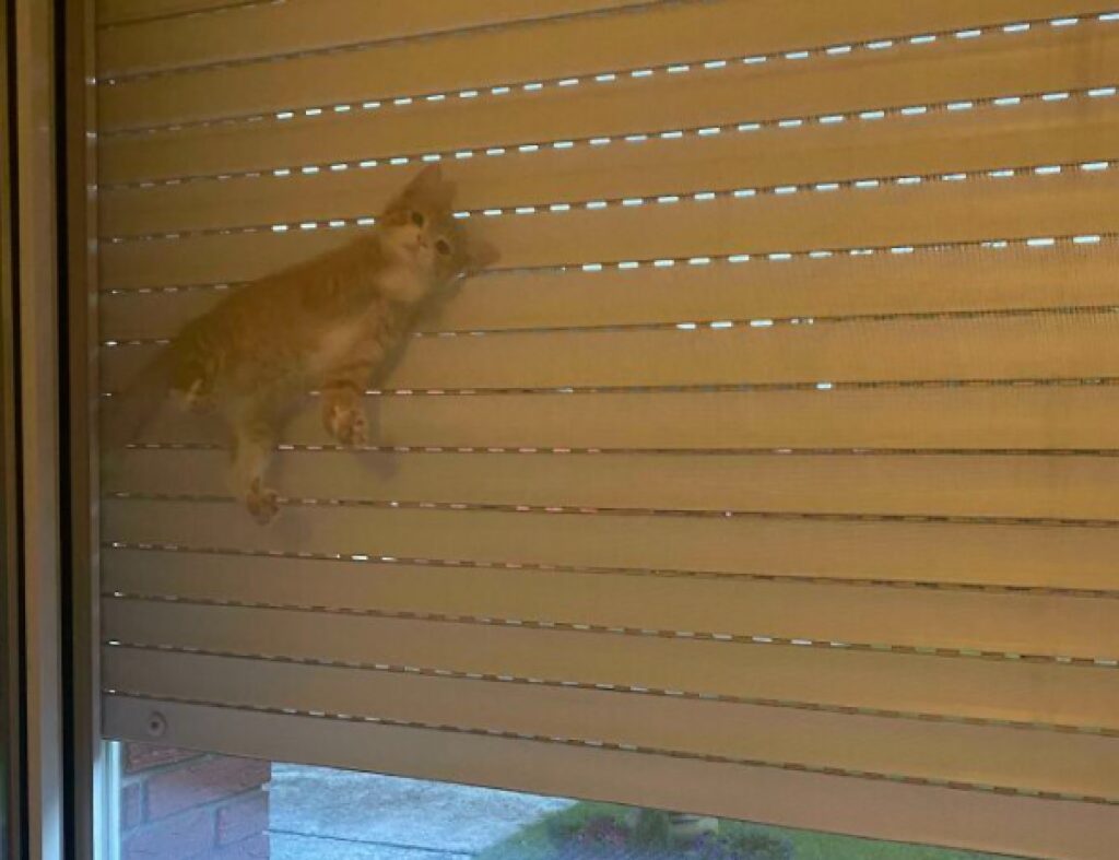 gatto finestra e persiana
