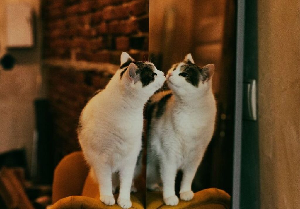 gatto si guarda allo specchio