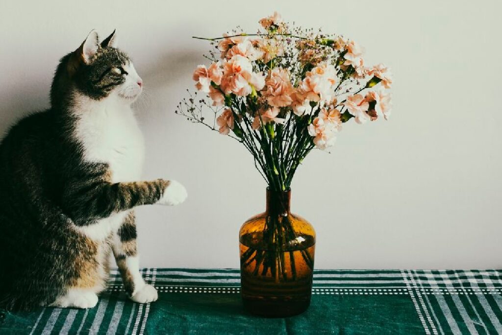 gatto gioca con vaso di fiori