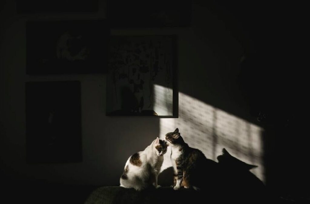 gatto sfondo bianco nero