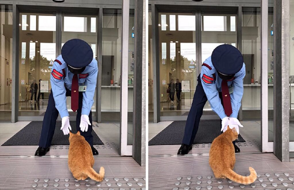 gatto rosso tentativi di entrare