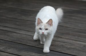 8 foto di gatti e del loro rapporto “particolare” con le guardie di un museo in Giappone