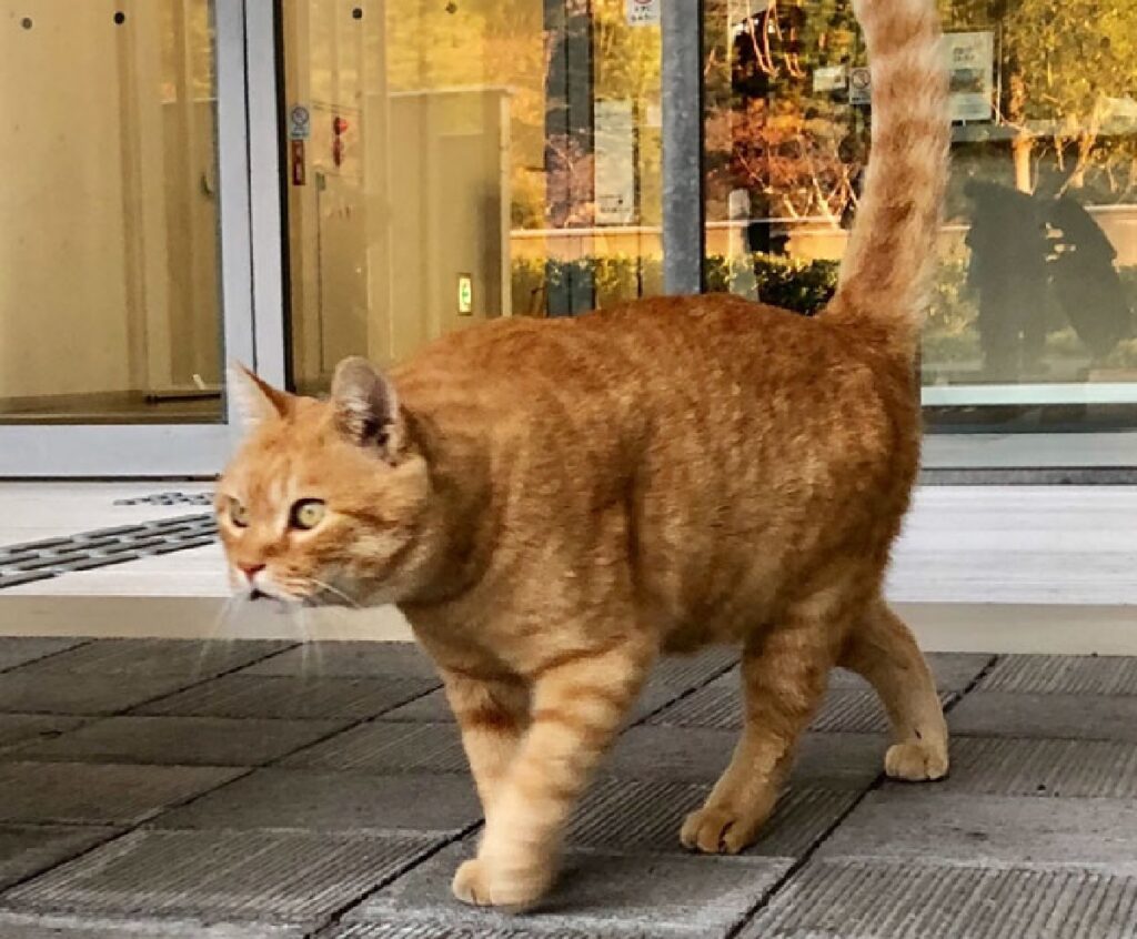 gatto rosso si arrende