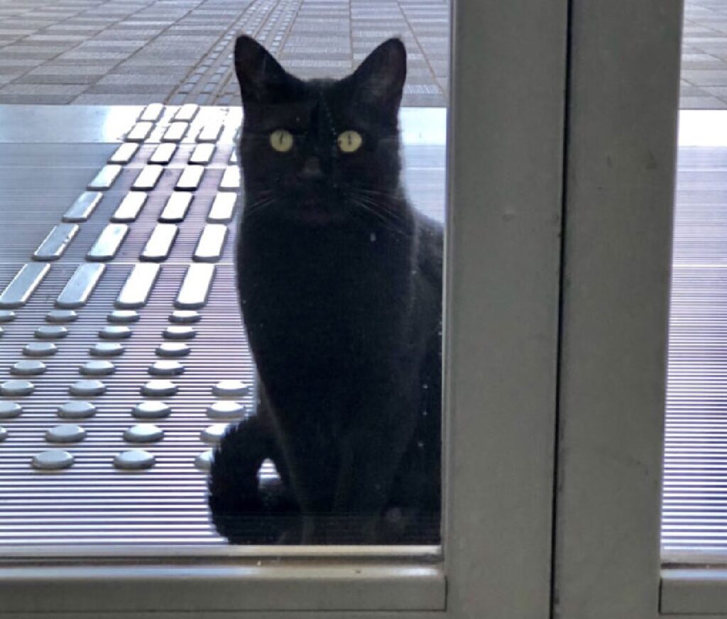 gatto nero porta struttura