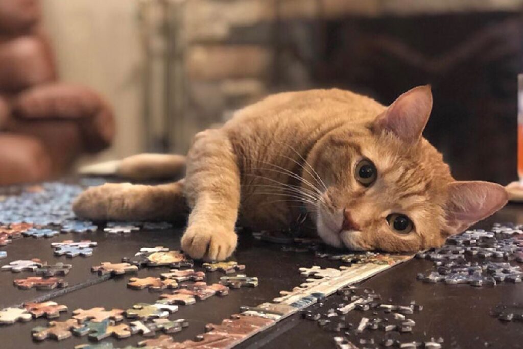 foto artistica gatto sul tavolo