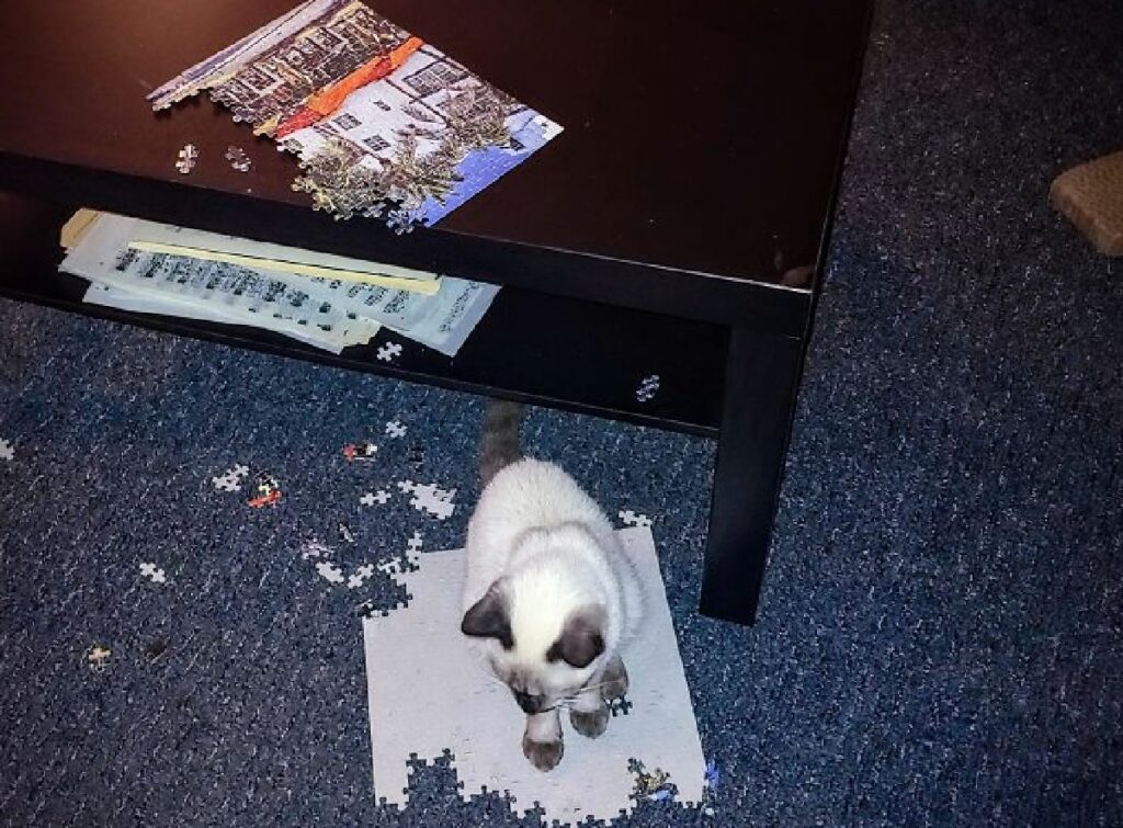 gatto su puzzle quasi completo