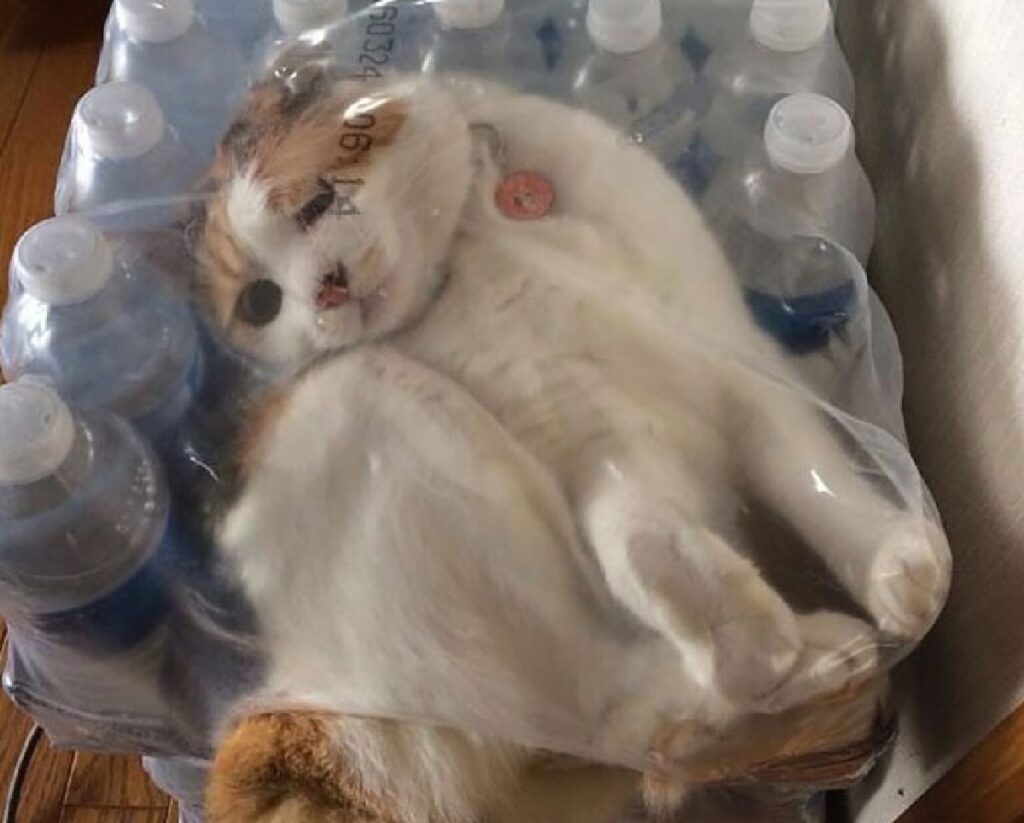 gatto si intrufola protezione acqua