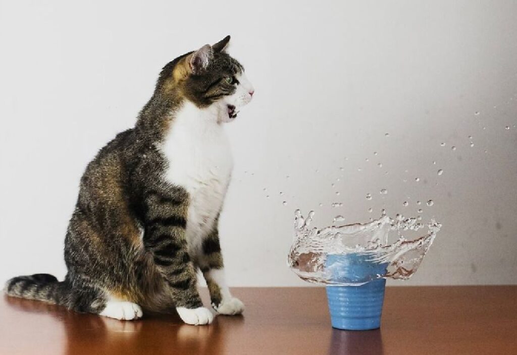 gatto osserva bicchiere d'acqua