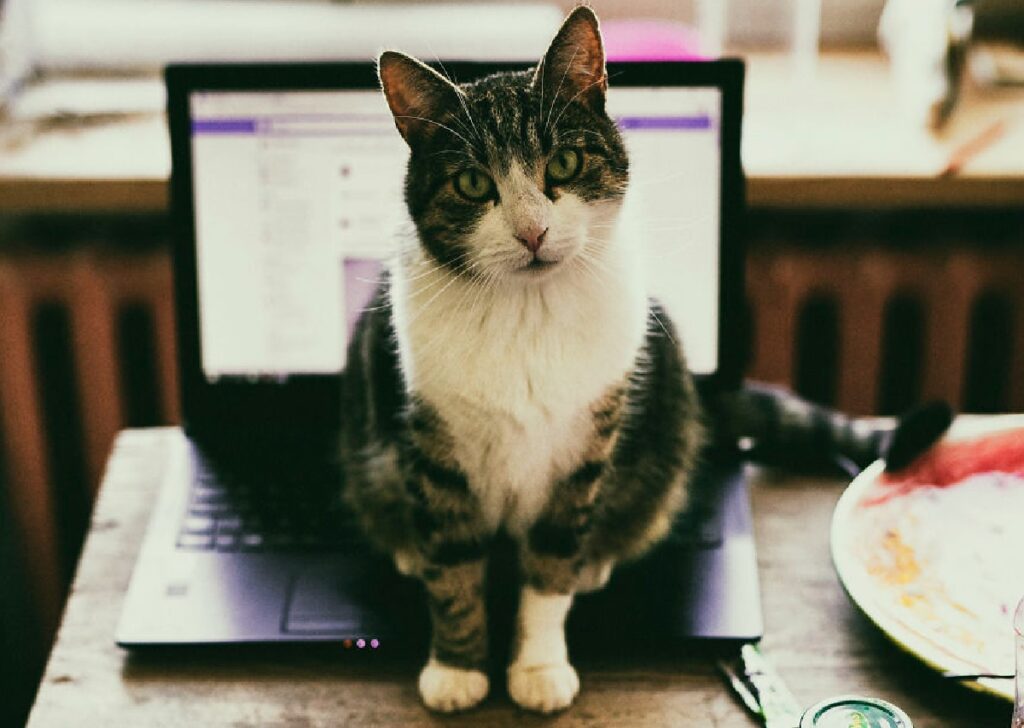 gatto sopra laptop 