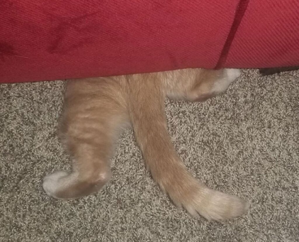 gatto sotto divano rosso