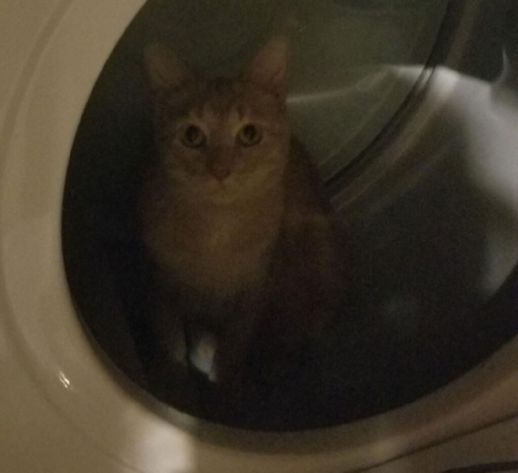 gatto finito dentro lavatrice