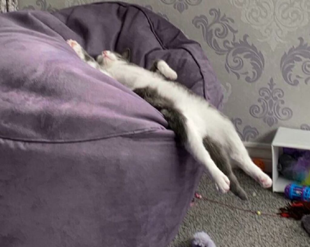 gatto rilassamento totale
