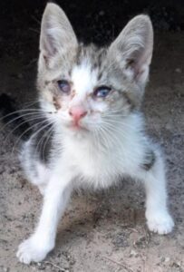 Axel, il gattino abbandonato in un parcheggio in pessime condizioni è stato salvato