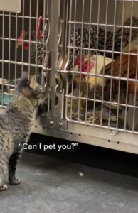 Bea, la gattina che rallegra le giornate ai cuccioli ricoverati in clinica con le sue carezze