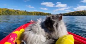 Bellissimo gattino fa kayak per la prima volta (VIDEO)