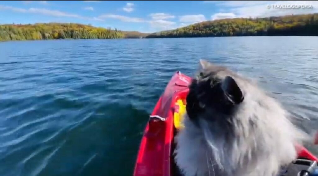 bellissimo gattino fa kayak per la prima volta