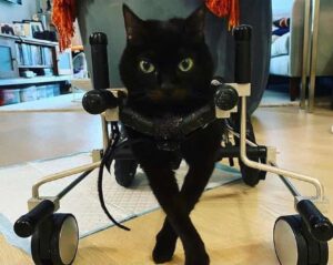 Brutiss, la gattina costretta a stare su una sedia a rotelle a causa di un problema neurologico