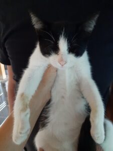 Cecile, la gattina di quattro mesi presa a sassate è rimasta cieca