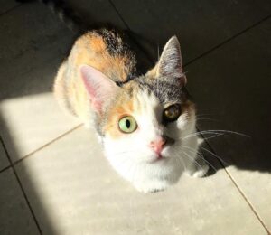 Cookie, con lo sguardo che scioglie il cuore è alla ricerca di una nuova casa