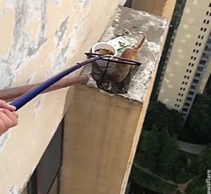 Gatto intrappolato al 33° piano di un edificio. I vicini si uniscono per salvarlo (VIDEO)