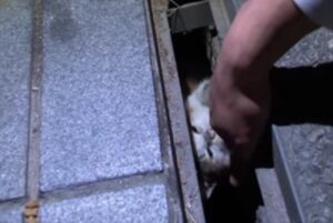 Gatto randagio intrappolato in un canale di scolo (VIDEO)