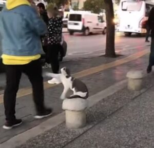 Gatto randagio picchia tutti i passanti che camminano vicino a lui (VIDEO)
