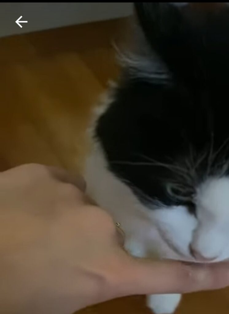 goloso gattino assaggia la crema al cocco per la prima volta