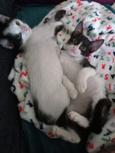 Gommino e Mina, i dolcissimi gattini sono alla ricerca di una famiglia