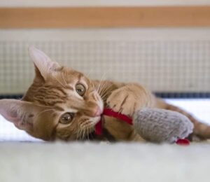 Leonardo: gattino dall’estrema dolcezza non può rimanere in gattile