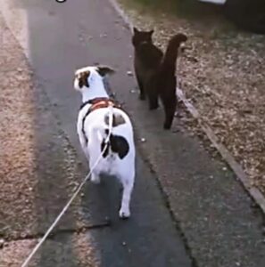 Micio aspetta tutti i giorni il suo amico cane per giocare con lui