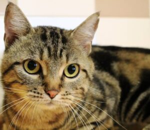 Milo: dolce micio Tabby Blotched è in cerca di adozione, realizziamo il suo sogno