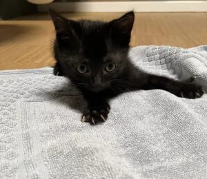 Milo: piccolo gatto nero aspetta il suo lieto fine, adottiamolo al più presto