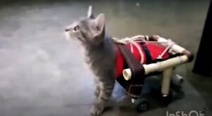Minie, la gattina paralizzata a cui è stata costruita una sedia a rotelle dal suo umano (VIDEO)